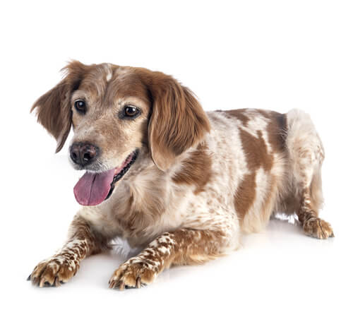 Brittany sales spaniel hypoallergenic